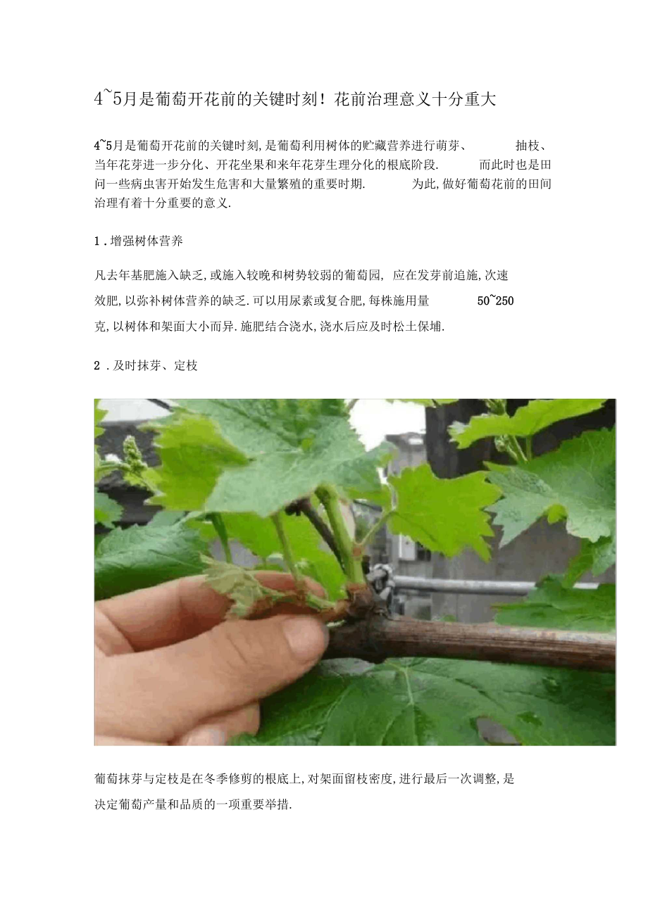 4~5月是葡萄开花前的关键时刻!花前管理意义十分重大.docx_第1页