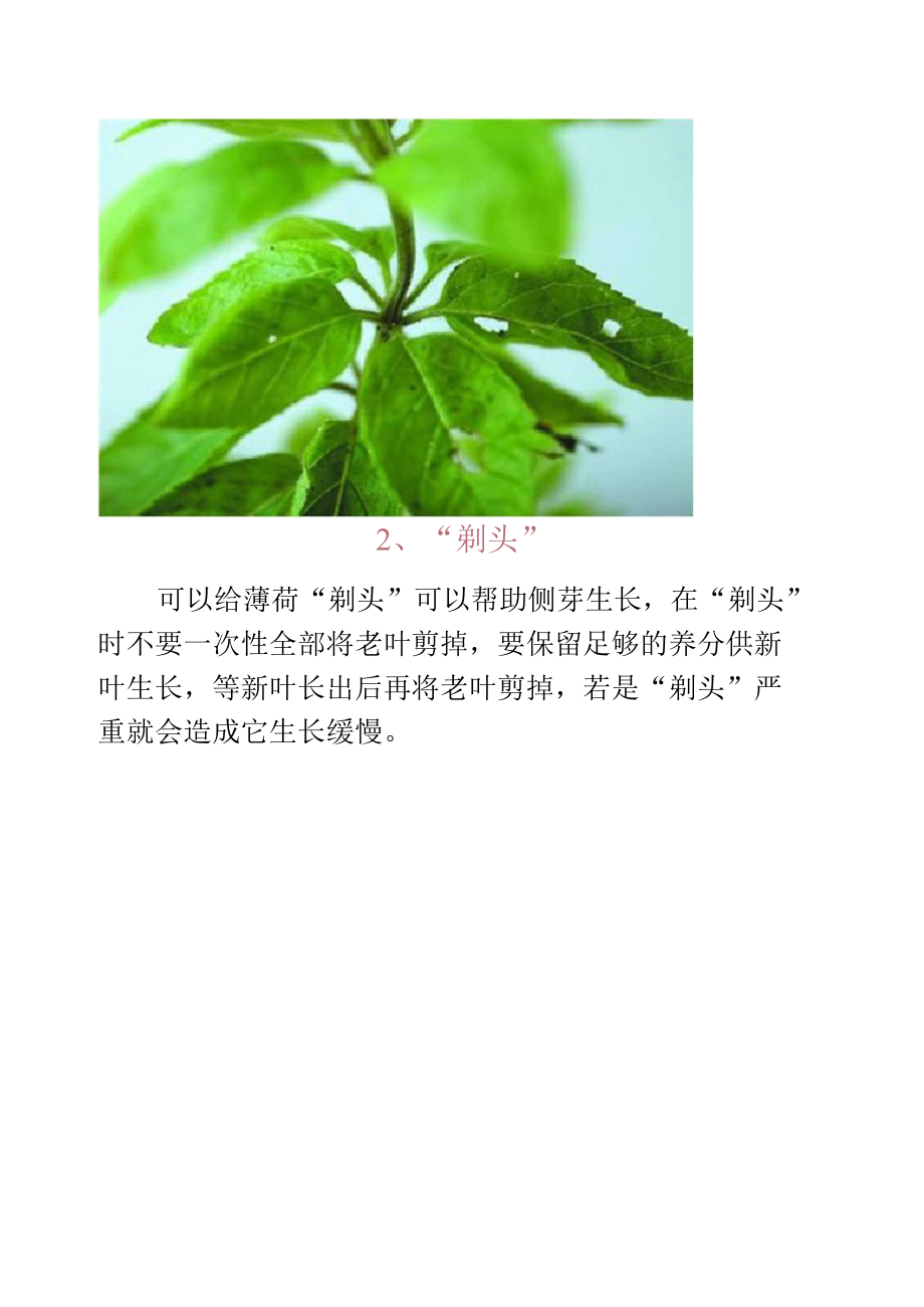 薄荷怎么养才长得好-养花技巧.docx_第2页