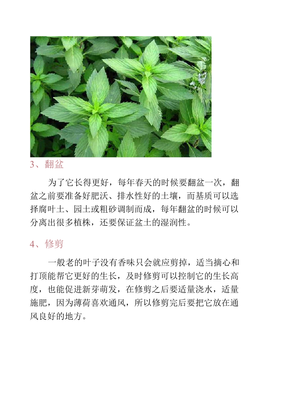 薄荷怎么养才长得好-养花技巧.docx_第3页