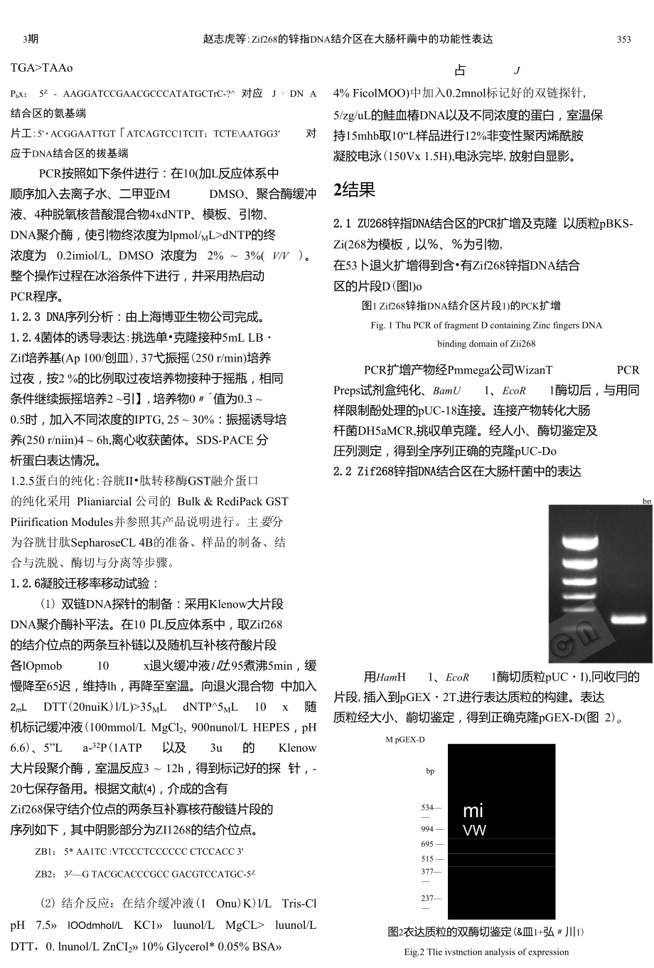 Zif268的锌指DNA结合区在大肠杆菌中的功能性表达.doc_第3页