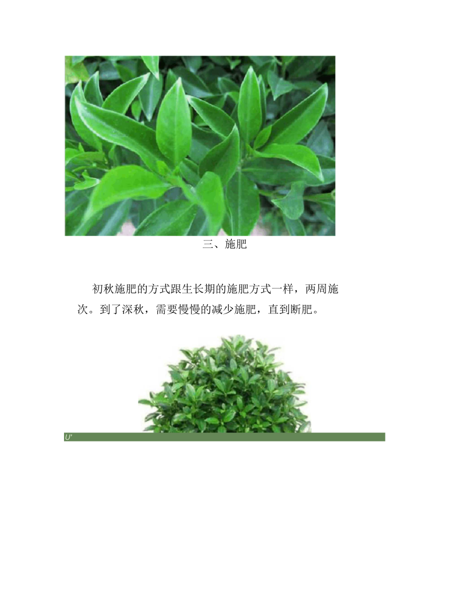 非洲茉莉秋天怎么养-养花技巧.docx_第3页