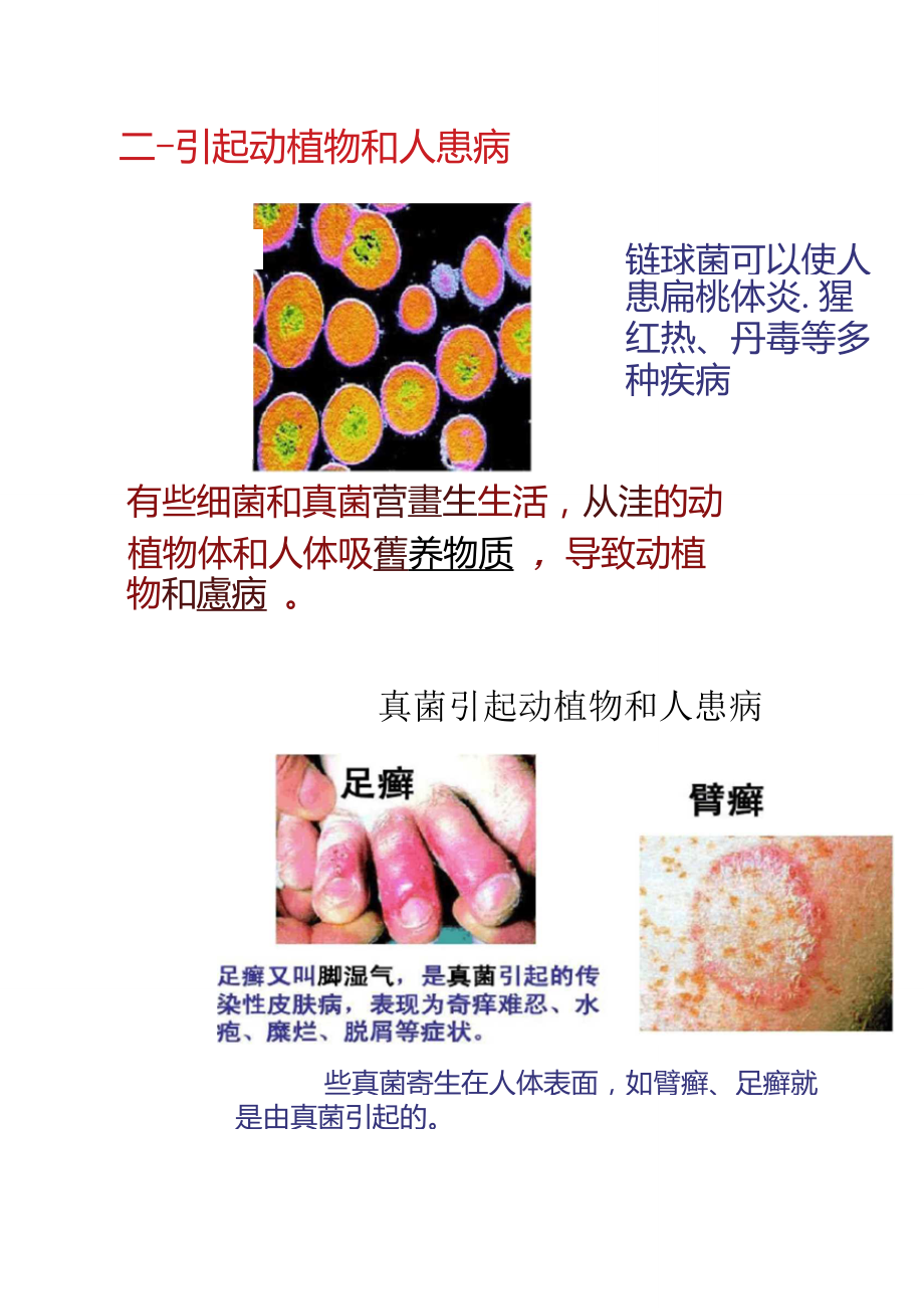 《细菌和真菌在自然界中的作用》ppt..doc_第3页