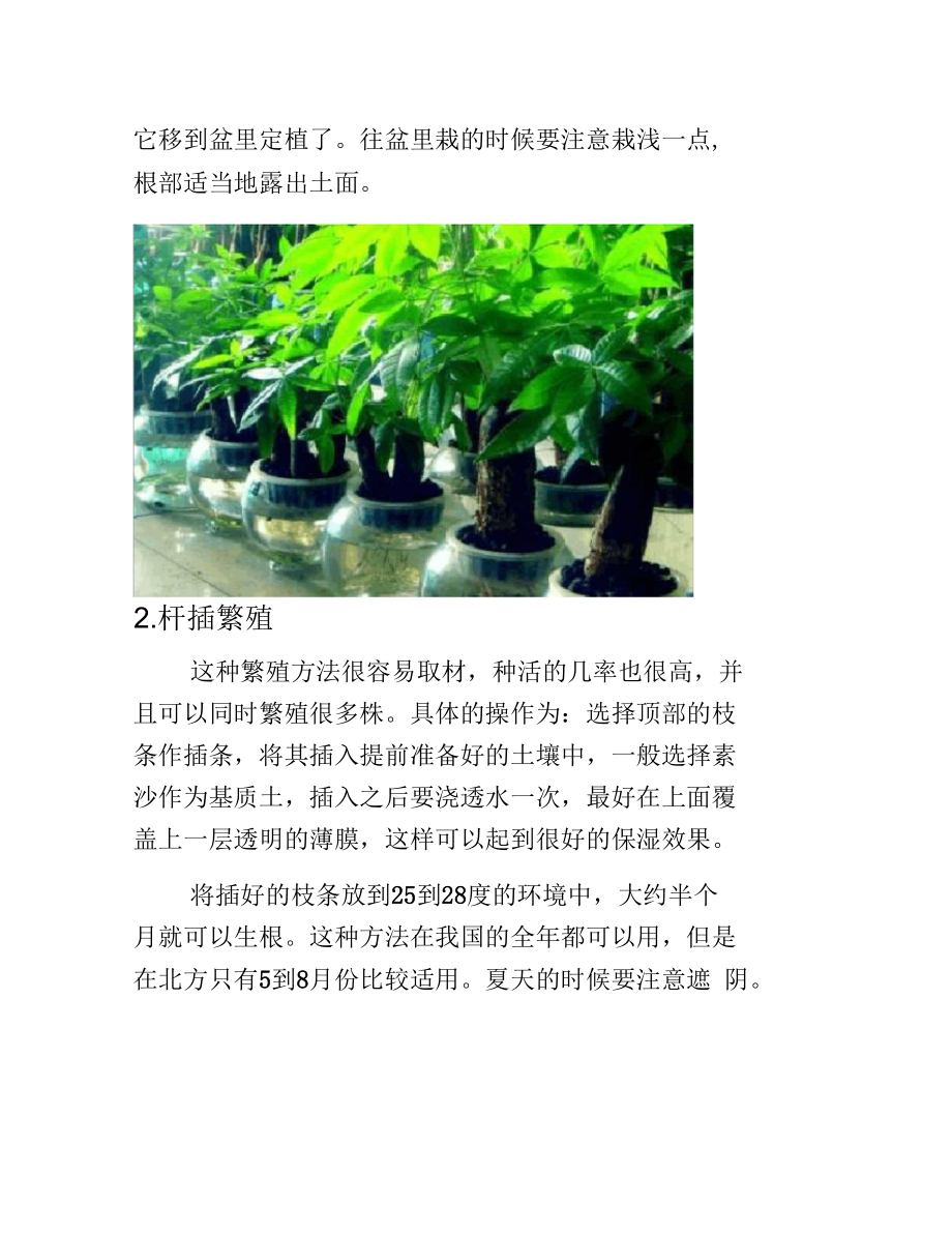 发财树的繁殖方法-养花技巧.docx_第2页