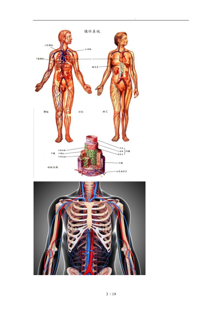 执业医师手把手教循环系统方案.doc_第3页