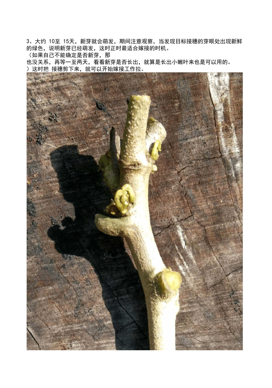 荔枝树果树嫁接技术.docx_第3页