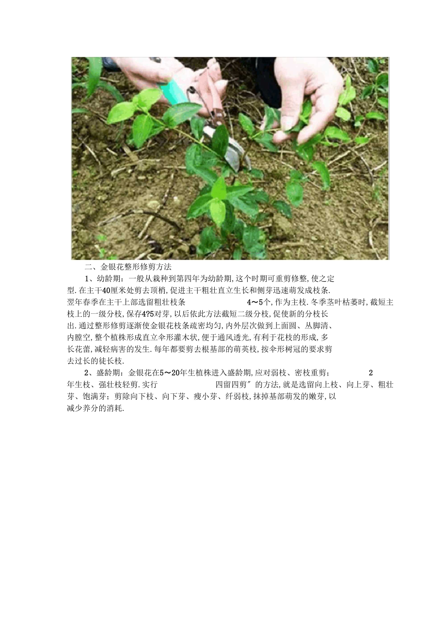 种植金银花如何修剪.docx_第2页