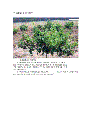 种植金银花如何修剪.docx