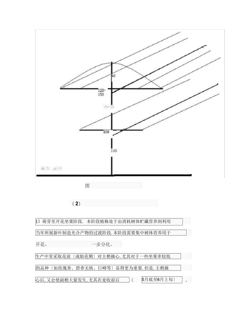 葡萄的副梢管理技术.docx_第3页