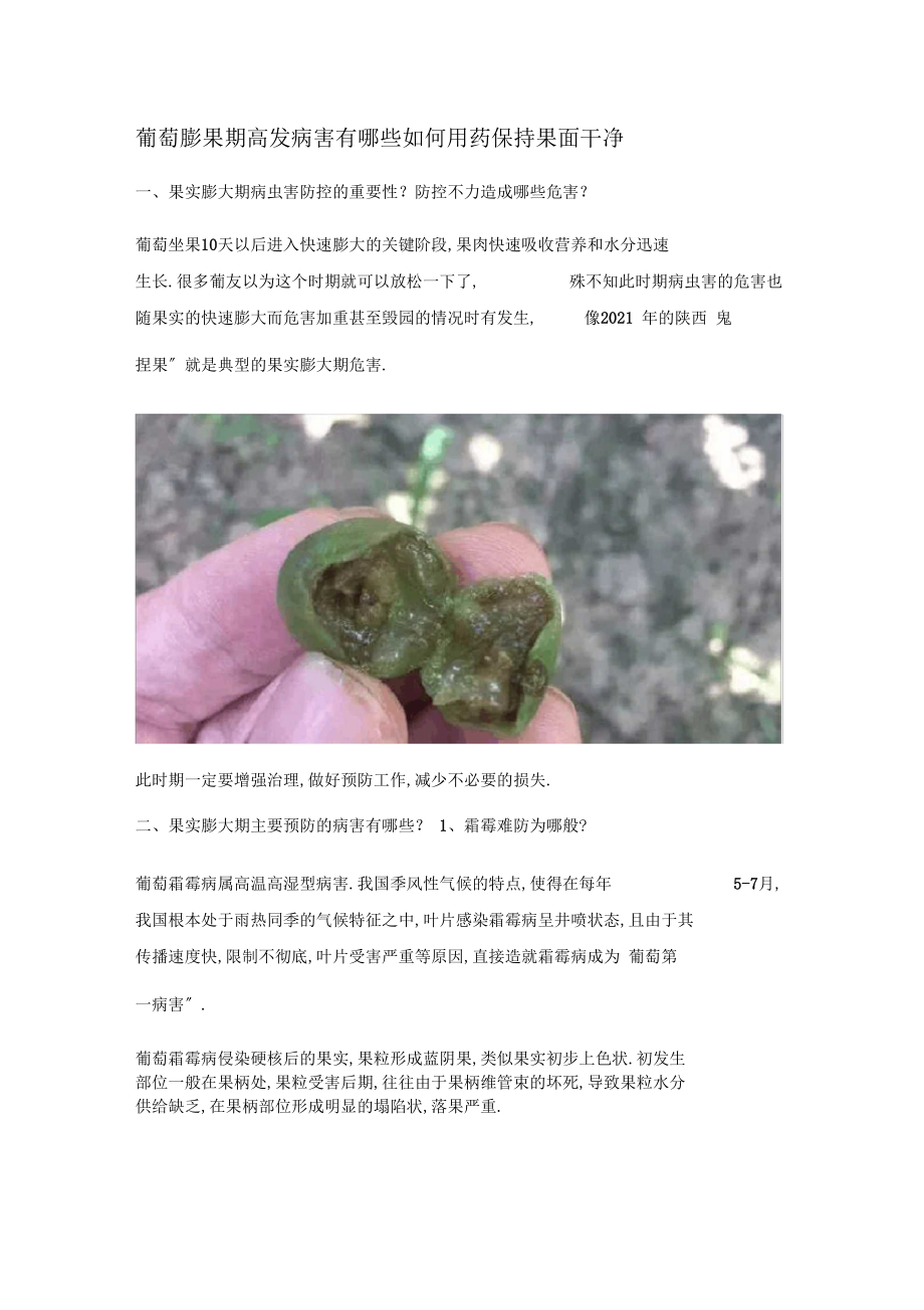 葡萄膨果期高发病害有哪些如何用药保持果面干净.docx_第1页