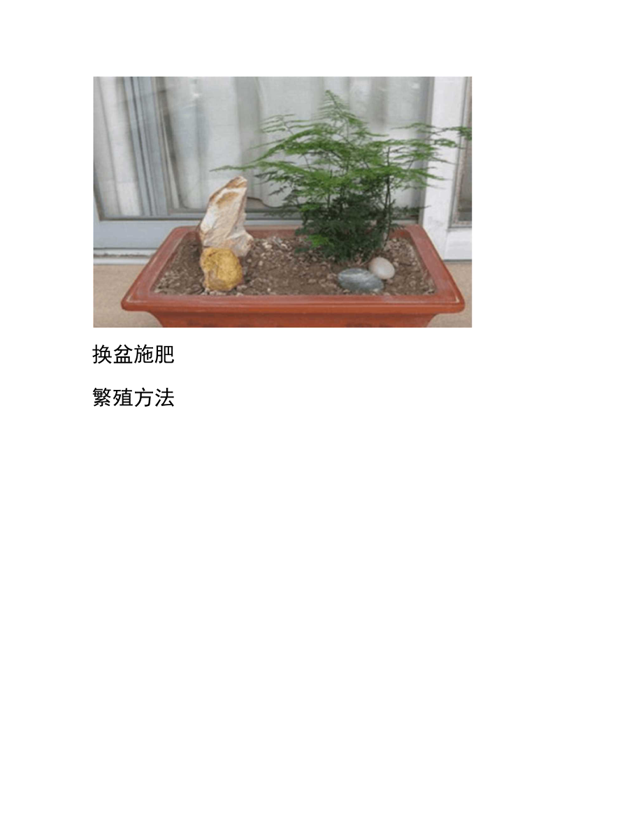 凤尾竹的养殖方法.doc_第2页