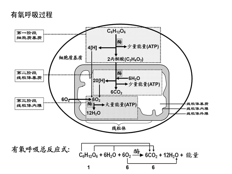 6总光合与净光合的区分.ppt_第3页