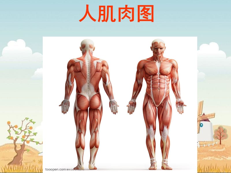 苏教版科学四下《肌肉》1PPT课件.ppt_第2页