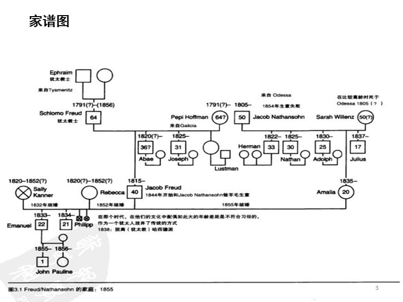 弗洛伊德家谱图PPT课件.pptx_第3页