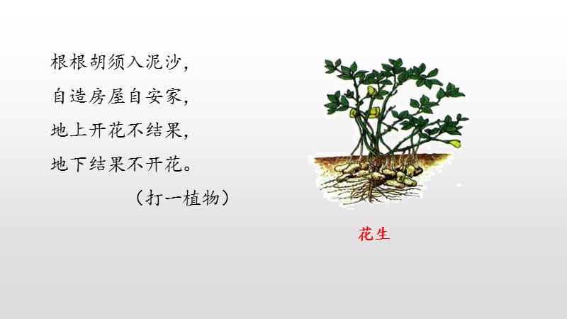 五年级上册语文课件-2《落花生》课时1（部编版）(共22张PPT).pptx_第3页