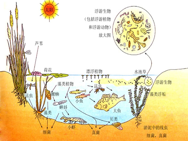 群落的结构上课用PPT课件.ppt_第1页