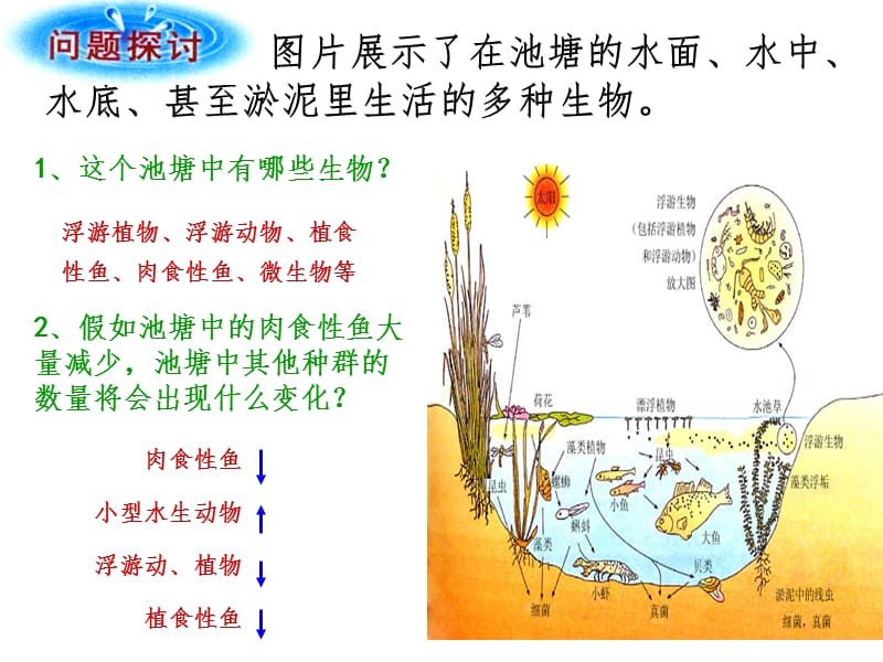 群落的结构上课用PPT课件.ppt_第2页