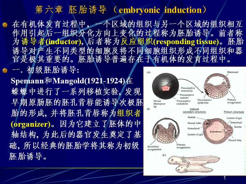 胚胎诱导PPT课件.ppt_第1页