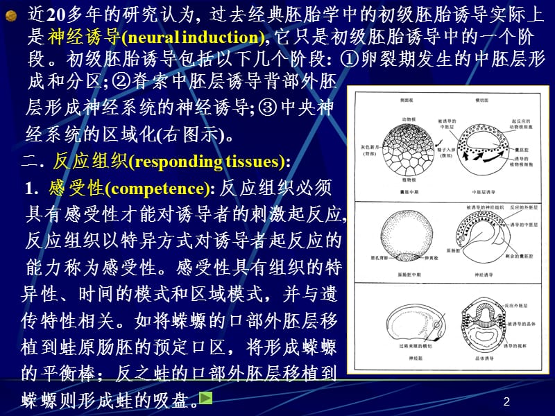 胚胎诱导PPT课件.ppt_第2页