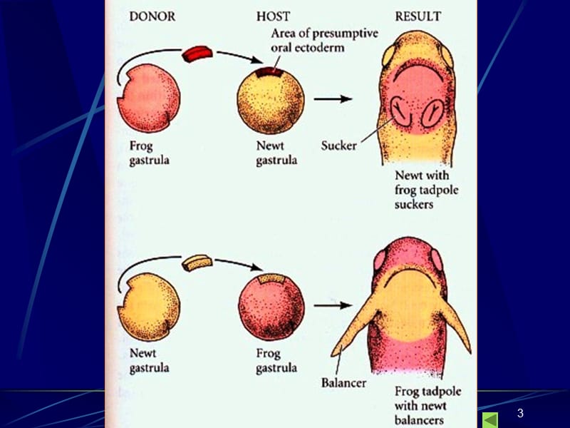 胚胎诱导PPT课件.ppt_第3页