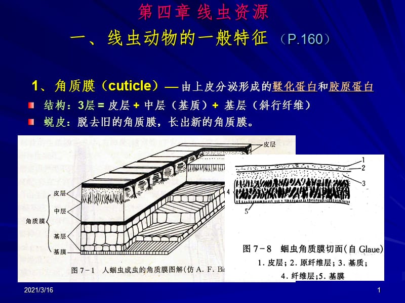 线虫轮虫资源PPT课件.ppt_第1页