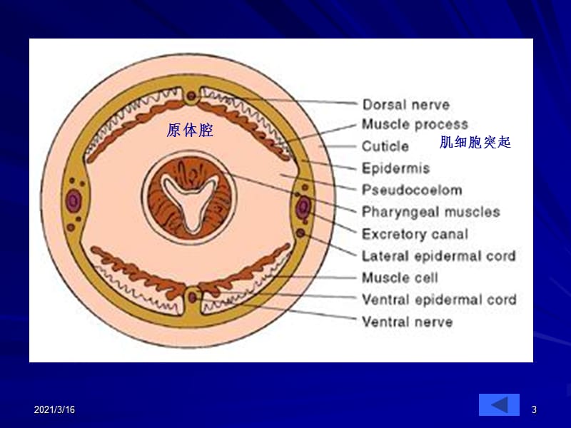 线虫轮虫资源PPT课件.ppt_第3页