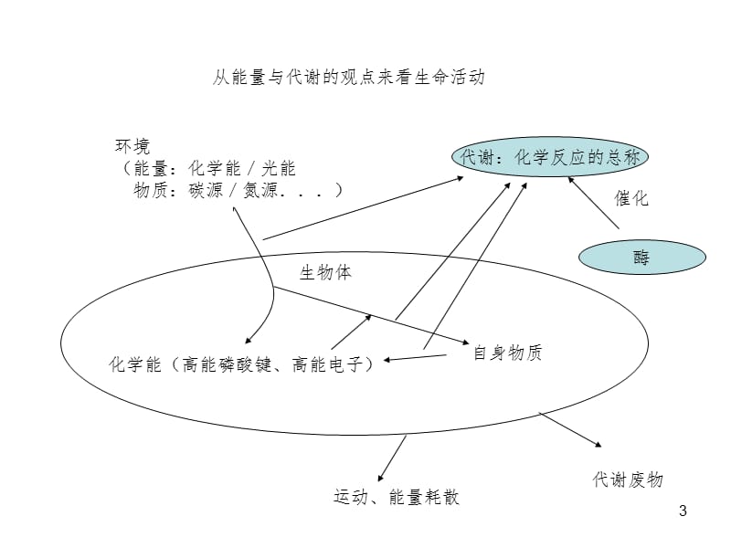 能量与代谢PPT课件.ppt_第3页