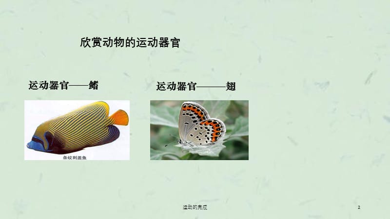 运动的完成课件.ppt_第2页