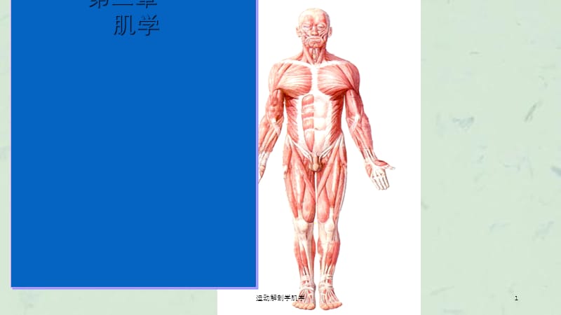 运动解剖学肌学课件.ppt_第1页