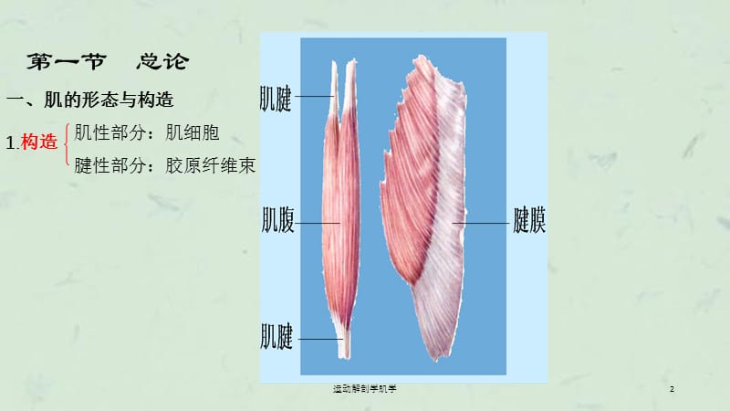 运动解剖学肌学课件.ppt_第2页