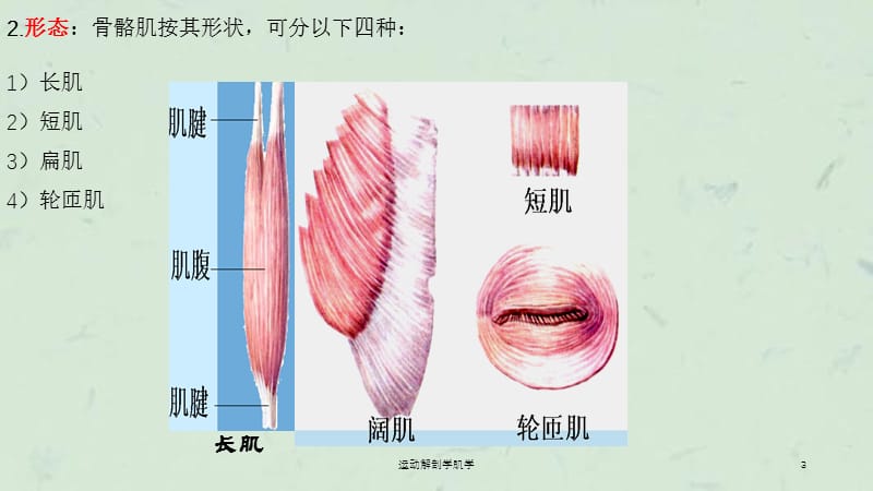 运动解剖学肌学课件.ppt_第3页