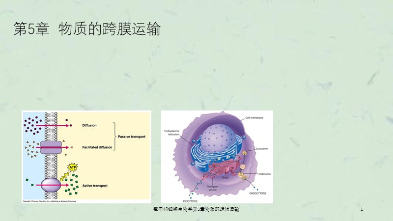 翟中和细胞生物学第5章物质的跨膜运输课件.ppt_第1页