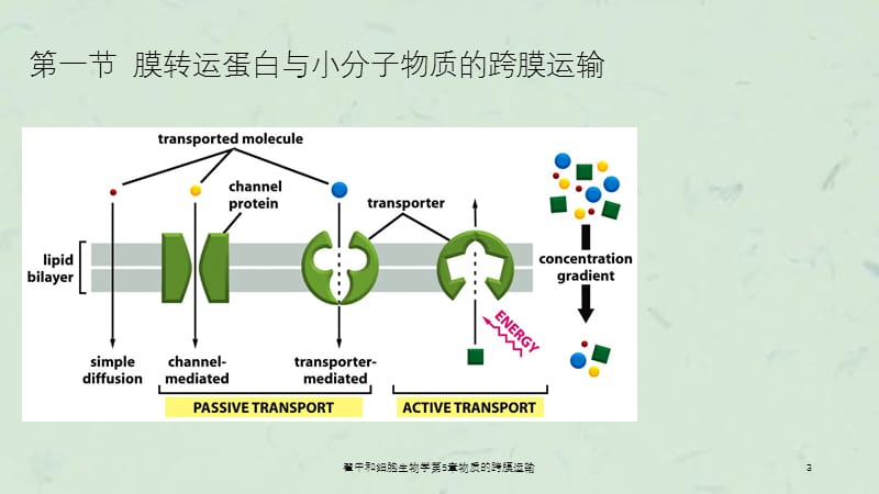 翟中和细胞生物学第5章物质的跨膜运输课件.ppt_第3页