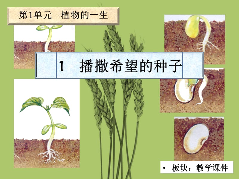 播撒希望的种子优秀课件.ppt_第1页