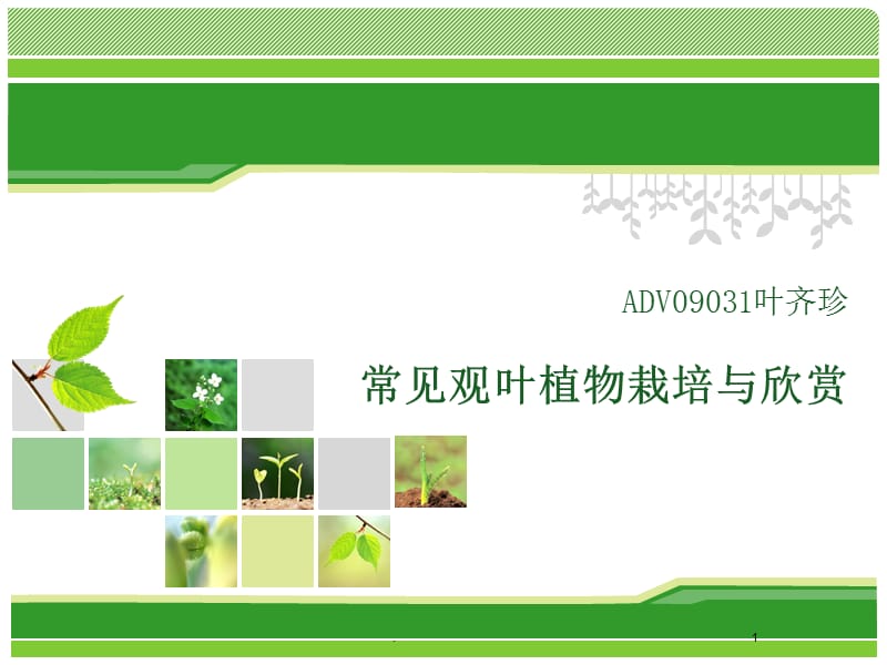 观叶植物PPT精选文档.ppt_第1页