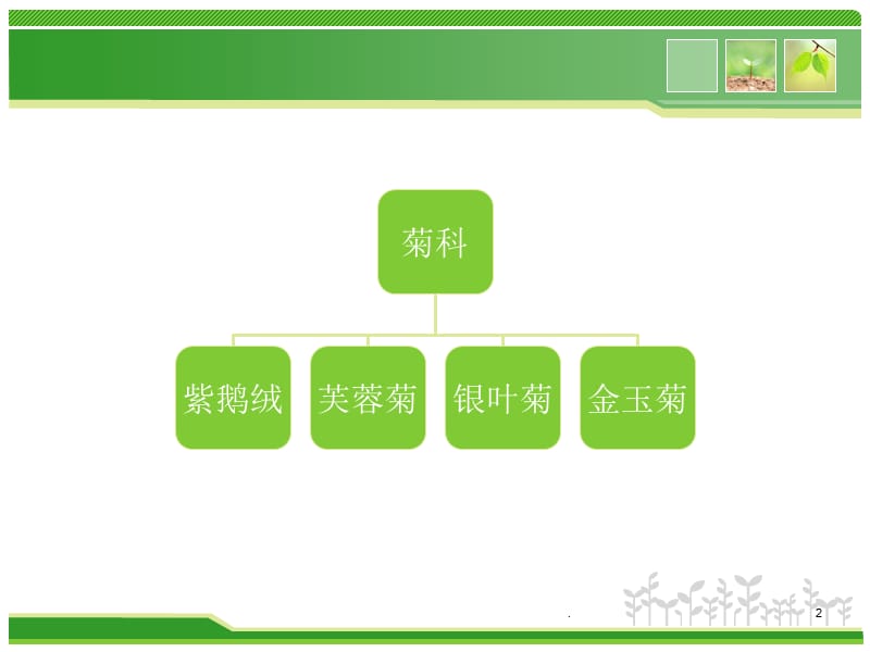 观叶植物PPT精选文档.ppt_第2页