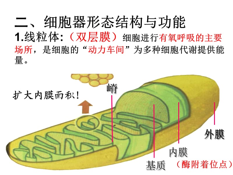 人教版生物必修一32细胞器——系统内的分工合作 (2).ppt_第3页