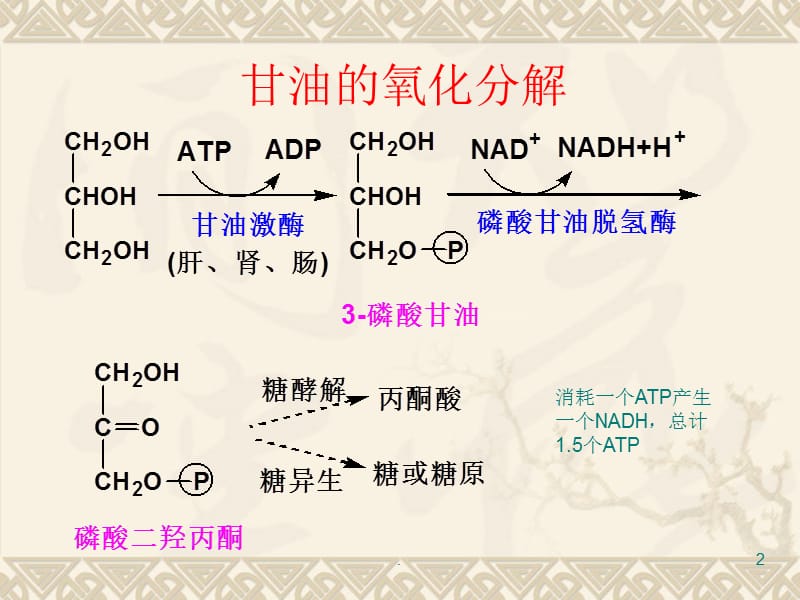 甘油的氧化分解优秀课件.ppt_第2页