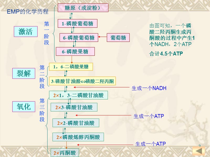 甘油的氧化分解优秀课件.ppt_第3页