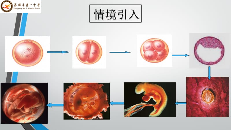 细胞分化PPT.pptx_第2页