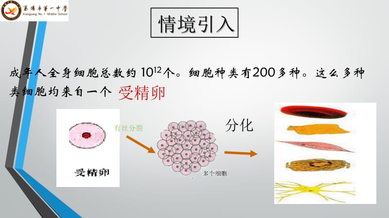 细胞分化PPT.pptx_第3页