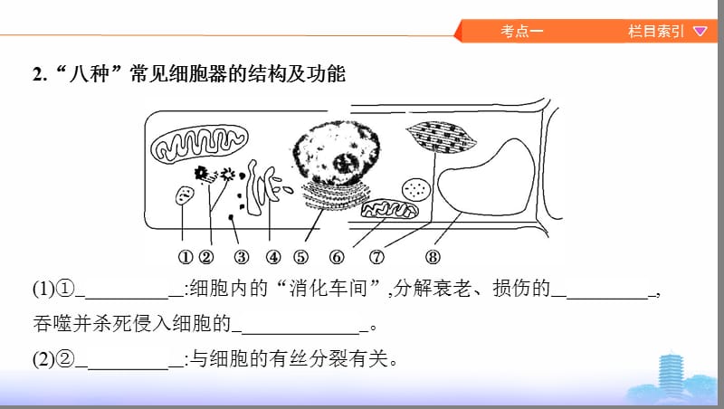 第5讲　细胞器与生物膜系统.pptx_第3页