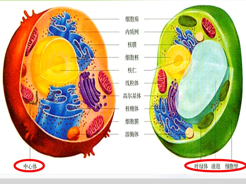 必修1第3章第2节细胞器——系统内的分工合作.ppt_第3页