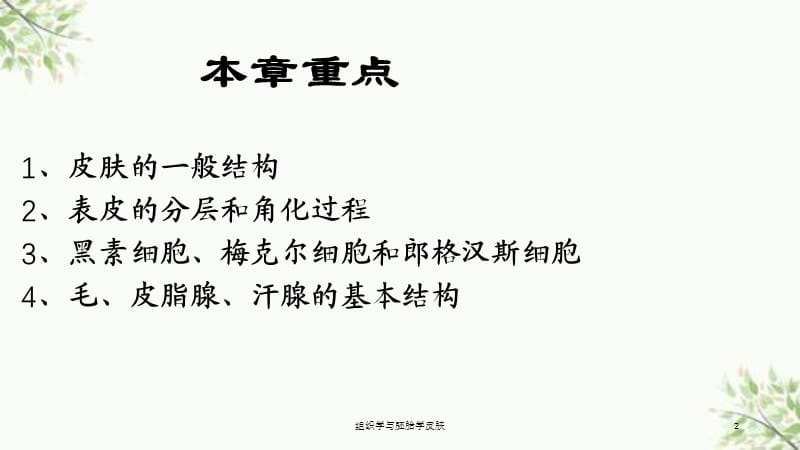 组织学与胚胎学皮肤课件.ppt_第2页