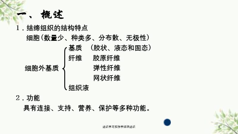 组织学与胚胎学结缔组织课件.ppt_第3页