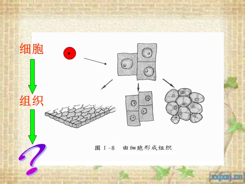 生物体的器官、系统.ppt_第1页