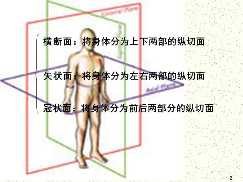 颅脑断面解剖PPT课件.ppt_第2页