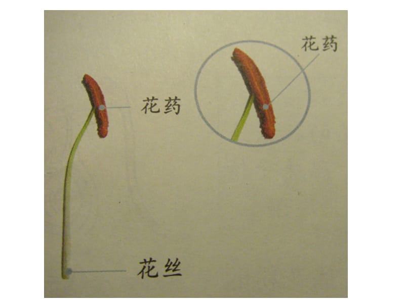 教科版小学科学四年级下册第二单元《花、果实、种子》课件.ppt_第1页