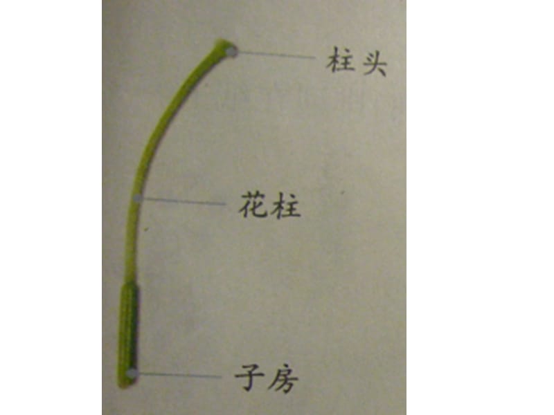 教科版小学科学四年级下册第二单元《花、果实、种子》课件.ppt_第2页