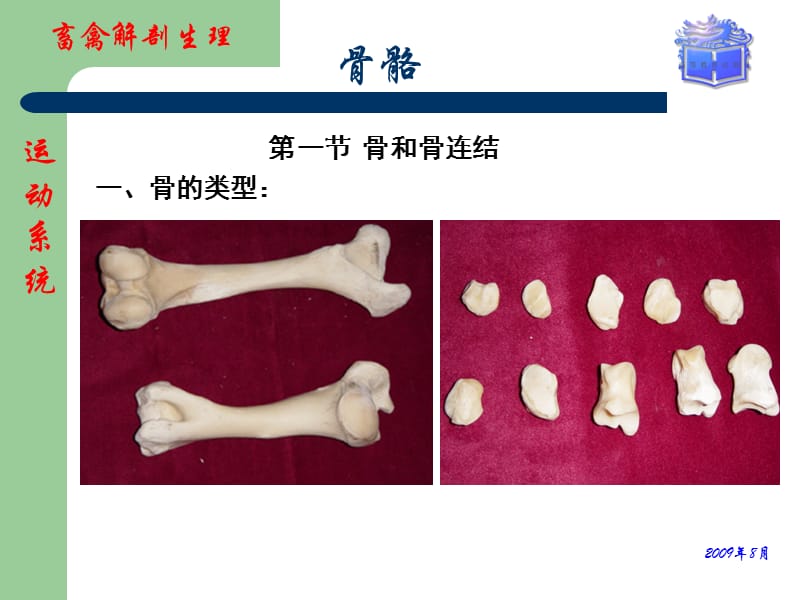 畜禽解剖生理第二章运动系统(骨骼)PPT课件.ppt_第2页