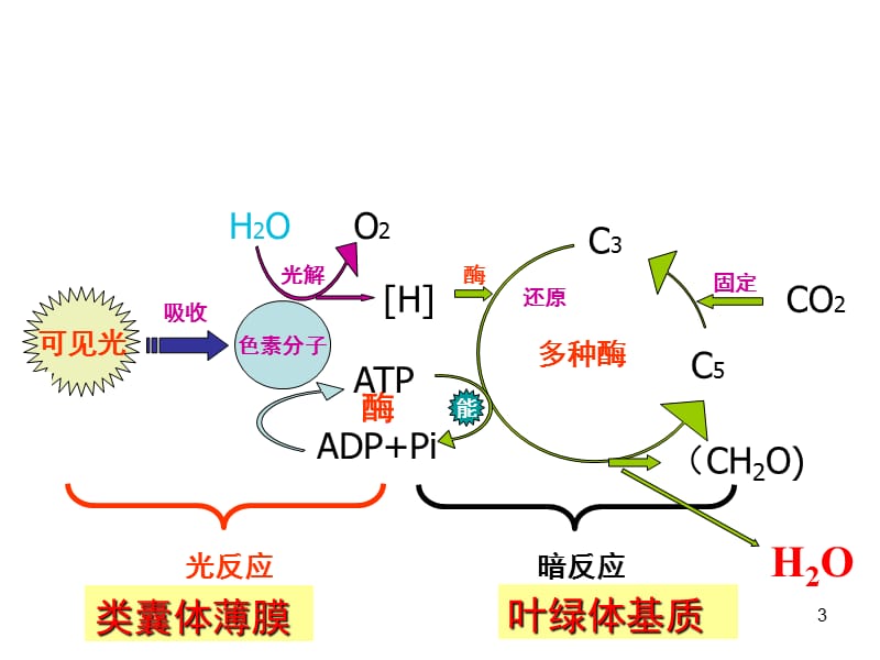 光合呼吸过程及联系PPT课件.ppt_第3页